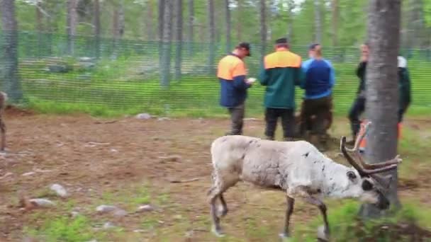 Giri Sami Cattura Orecchio Mark Giovane Renna Nella Foresta Durante — Video Stock