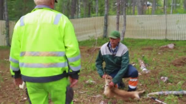 Vueltas Sami Atrapar Oreja Mark Reno Joven Bosque Durante Verano — Vídeos de Stock