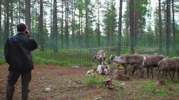Lapończycy Sami Opiekują Się Stadem Nordyckich Reniferów Lesie Latem Północ — Wideo stockowe