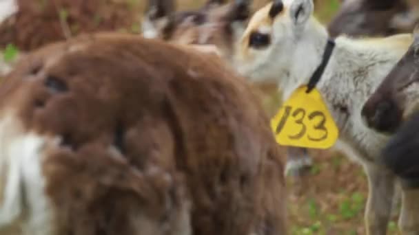 Flock Beautiful Nordic Reindeer Forest Tijdens Zomer Ten Noorden Van — Stockvideo