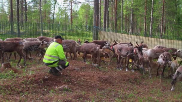 Laps Sami Pečují Své Stádo Severských Sobů Lese Během Léta — Stock video