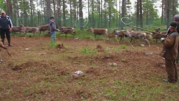 Vueltas Sami Atrapar Oreja Mark Reno Joven Bosque Durante Verano — Vídeo de stock