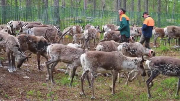 Laps Sami Tend Flock Nordic Reindeer Forest Summer 스웨덴 — 비디오