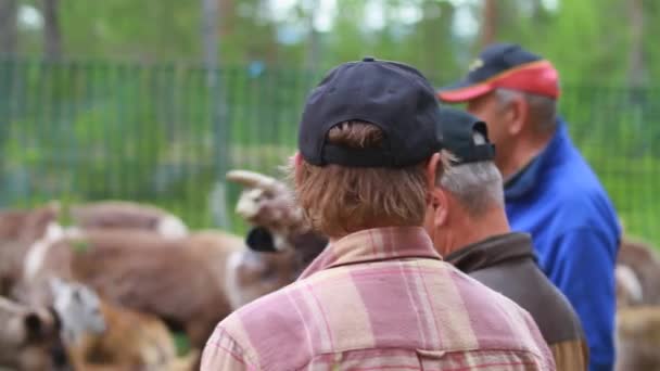 Lappen Sami Zorgen Voor Hun Kudde Noordse Rendieren Het Bos — Stockvideo