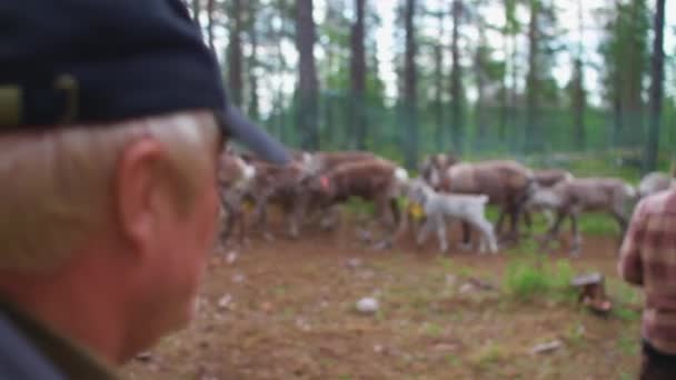 Laps Sami Tend Flock Nordic Reindeer Forest Summer Dalam Bahasa — Stok Video