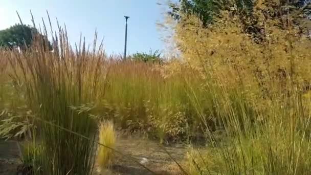 Piante Nel Parco Dartford Regno Unito — Video Stock