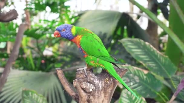 Kleurrijke Papegaai Eten Tak Tropisch Paradijs — Stockvideo