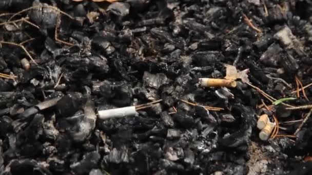 Cigarette Tard Dans Foyer Forestier — Video