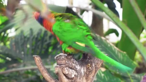 Tropikal Ormanda Renkli Papağan Atlama — Stok video
