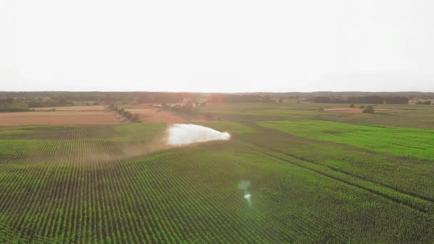 Zemědělské Zemědělství Zavlažování Vody Zavlažovače Během Západu Slunce Letecké Drone — Stock video