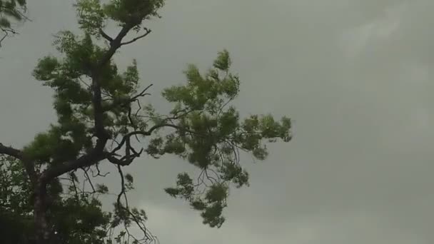 Fırtınadan Önce Güçlü Rüzgarlar — Stok video