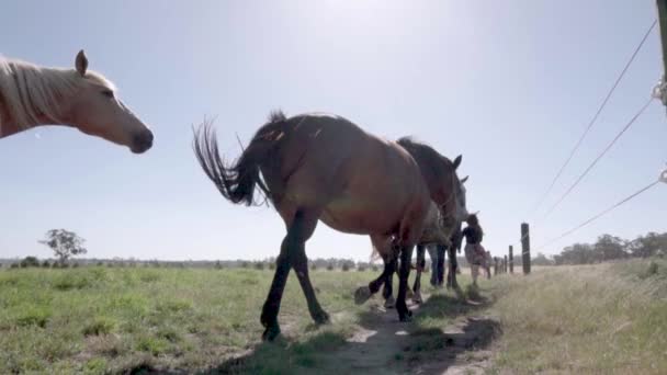 Caballos Lentos Caminando Campo Hierba Día Soleado — Vídeos de Stock