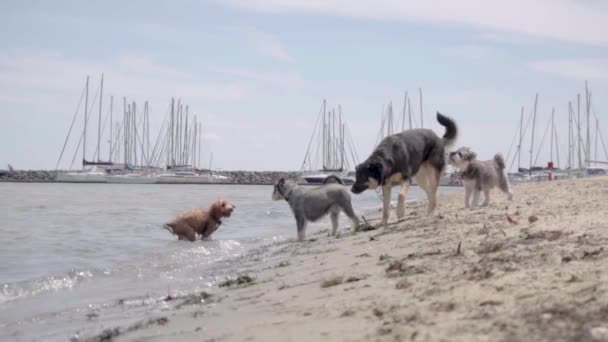 在澳大利亚墨尔本布莱顿海滩玩耍的狗 — 图库视频影像