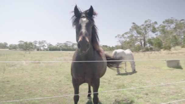 Svart Häst Skakar Huvudet Grund Flugor Stor Tom Gräsplan — Stockvideo