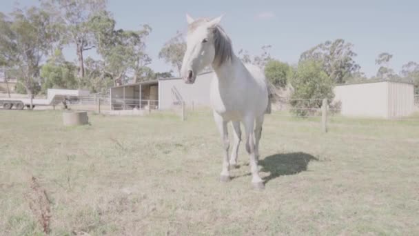 Een Wit Paard Schudt Zijn Hoofd Door Vliegen Een Grasveld — Stockvideo