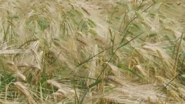 Windy Wheat Field Norwegian Rural Village Blue Skies — Stock Video