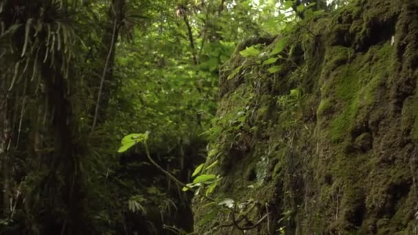 Všechny Druhy Rostlin Postřílené Džungli — Stock video