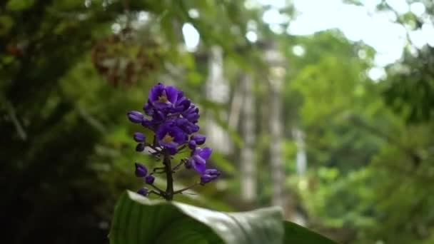 Extraño Edificio Viejo Medio Jungla Visto Detrás Una Planta Púrpura — Vídeos de Stock