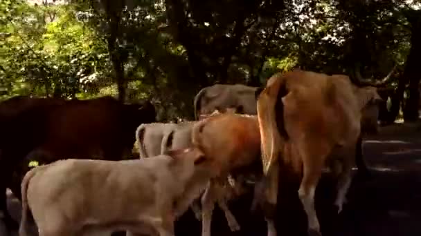 Uma Manada Vacas Vistas Andando Uma Estrada Meio Selva — Vídeo de Stock