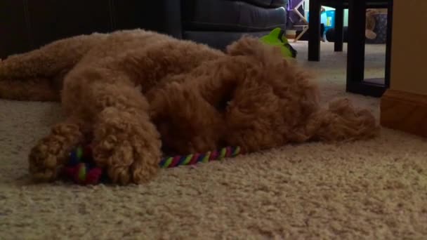 Puppy Hond Spelen Met Speelgoed Vloer — Stockvideo
