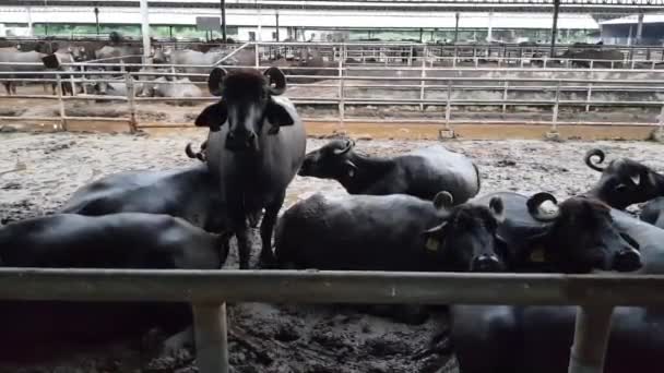 Carabao Filipino Água Buffalo Olha Curiosamente Através Dos Limites Sua — Vídeo de Stock