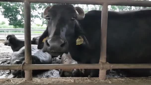 Carabao Filipino Água Buffalo Olha Preguiçosamente Através Cerca Sua Caneta — Vídeo de Stock