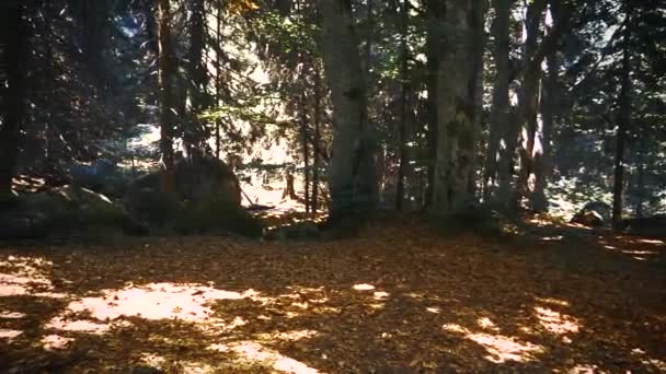 Skog Med Stenar Vitosha Berg — Stockvideo