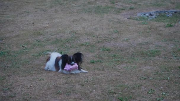 Cute Papillon Dog Chewing Pink Pig Toy Grass — Stock Video