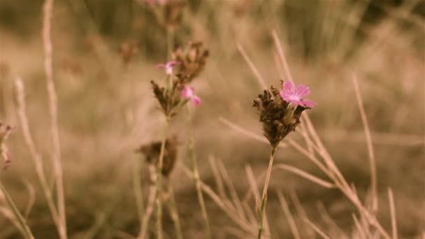 Blumen Hang Unter Dem Wind — Stockvideo