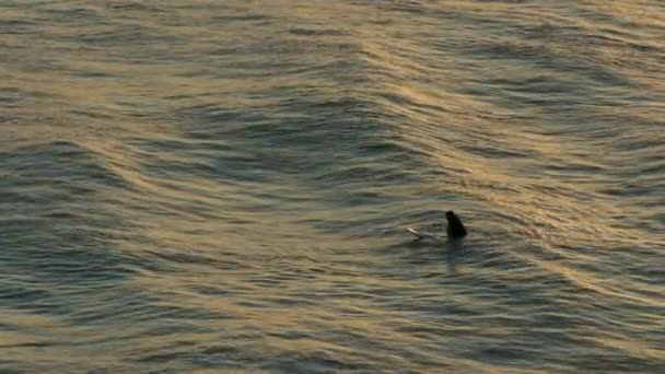 Surfer Bij Zonsondergang Wachtend Golven — Stockvideo