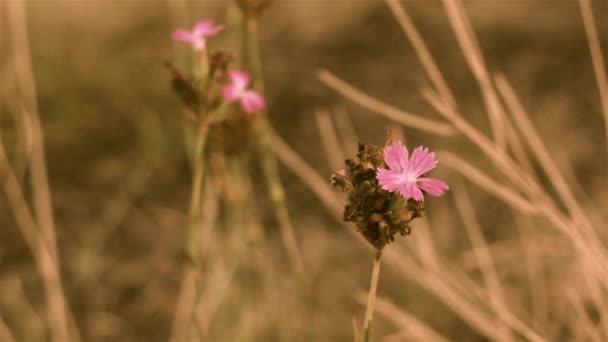Квіти Схилі Пагорба Вітряний День — стокове відео