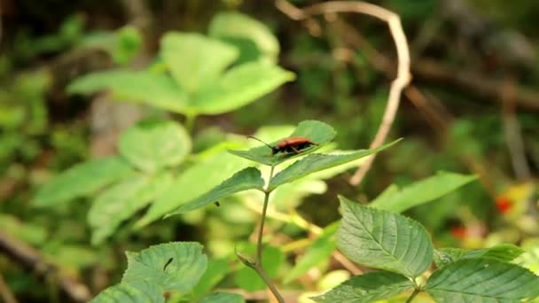 森林中的橙红色甲虫 Pyrochroa Coccinea — 图库视频影像