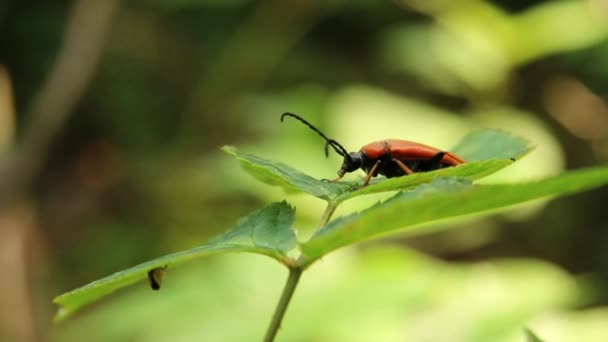森の中の葉にあるオレンジ色の甲虫 ピロクロア — ストック動画