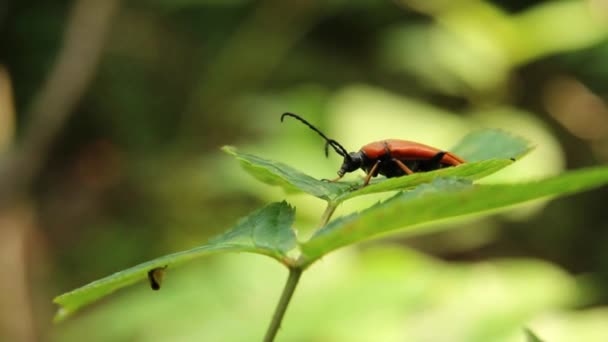 Orangefarbener Kardinalkäfer Pyrochroa Coccinea Auf Dem Blatt Wald — Stockvideo