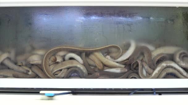 釜山一个市场的鱼缸里有鳗鱼 — 图库视频影像
