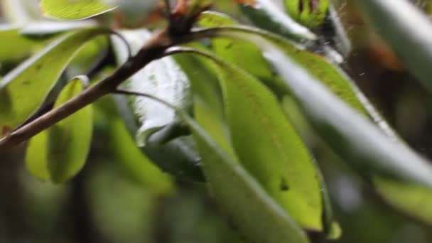 Yağmur Sırasında Doğa Ayrıntıları — Stok video