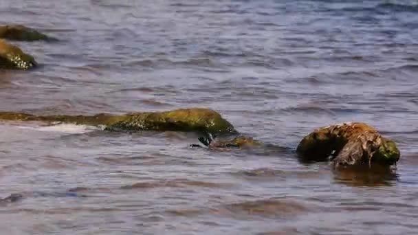 Das Nilkrokodil Crocodylus Niloticus Liegt Flachem Wasser Der Sommersonne Ufer — Stockvideo