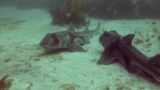 Pose Requin Port Jackson Sur Fond Océan — Video