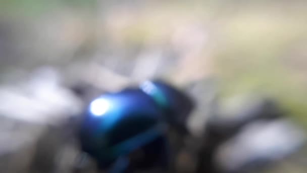 Close Blueish Dor Beetle Geotrupes Stercorarius — Stok Video