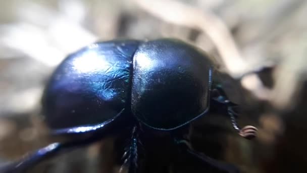 Close Blueish Dor Beetle Geotrupes Stercorarius — Stok Video