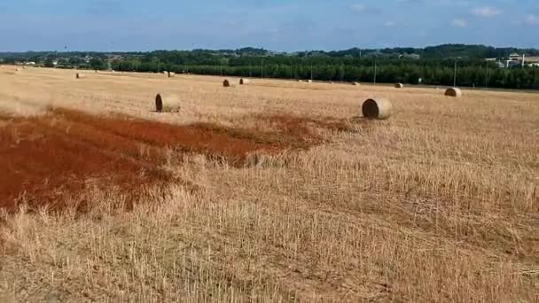 Laag Drone Schot Boven Landbouwgrond Tussen Hooibalen — Stockvideo