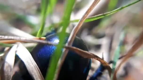 Close Blueish Dor Beetle Geotrupes Stercorarius — Stock Video