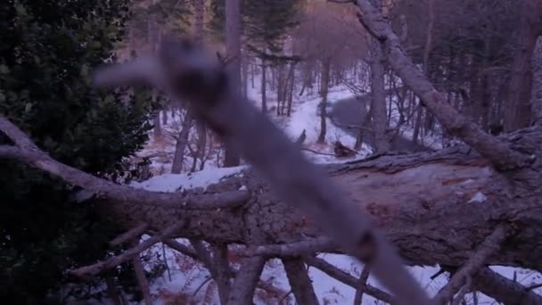 Neige Dans Forêt — Video