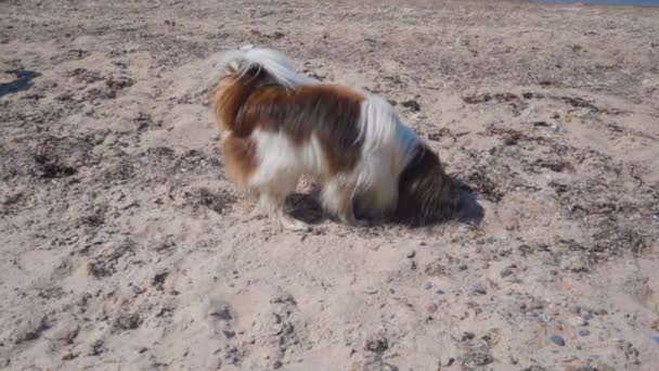 Anjing Kecil Papillon Mengendus Pasir Pantai Dalam Gerakan Lambat — Stok Video