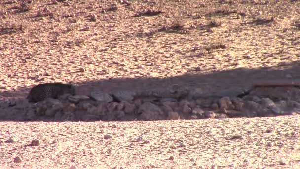 Wild Leopard Panthera Pardus Drinks Man Made Waterhole Dry Arid — Stock Video