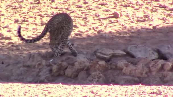 Dziki Lampart Panthera Pardus Napoje Wodopoju Stworzonego Przez Człowieka Suchym — Wideo stockowe