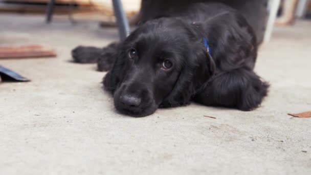 Corte Cachorro Enérgico Acostado Después Largo Día Juguetón — Vídeo de stock