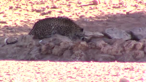 Ein Wilder Leopard Panthera Pardus Trinkt Der Heißen Mittagssonne Aus — Stockvideo