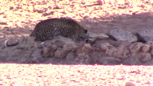 Leopardo Salvaje Panthera Pardus Bebe Pozo Agua Artificial Árida Seca — Vídeo de stock