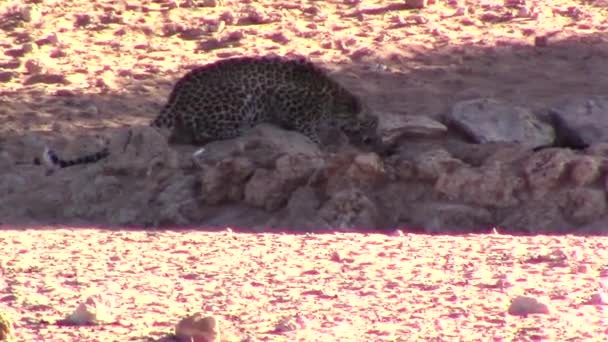 Vild Leopard Panthera Pardus Drycker Från Ett Konstgjort Vattenhål Den — Stockvideo